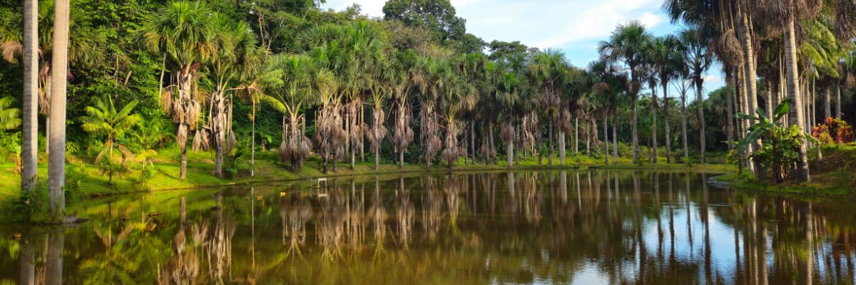 Fleuve bord&eacute; de for&ecirc;t en Amazonie p&eacute;ruvienne