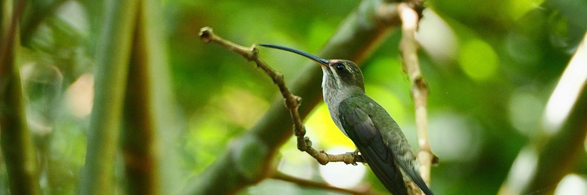 Faune de la for&ecirc;t amazonienne &agrave; Puerto Maldonado