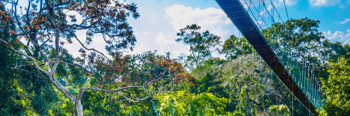 Passerelle perch&eacute;e dans la canop&eacute;e pr&egrave;s de Puerto Maldonado