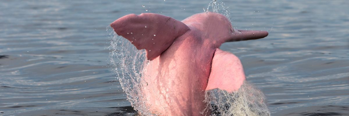 Dauphins roses en Amazonie