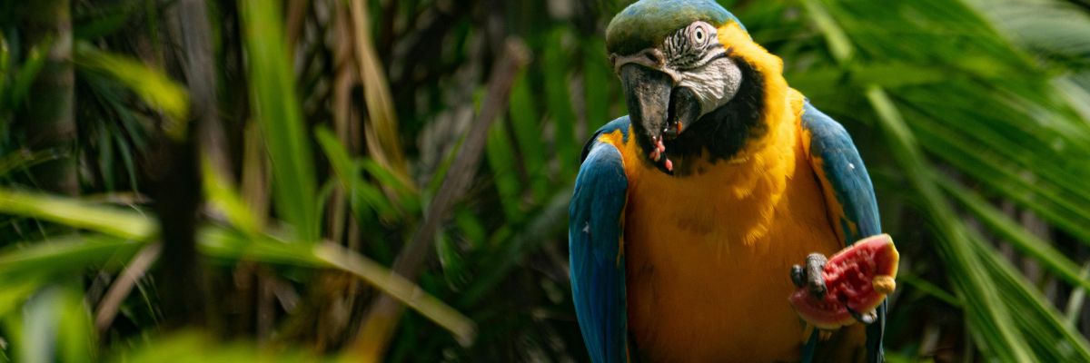 Faune de l&rsquo;Amazonie p&eacute;ruvienne