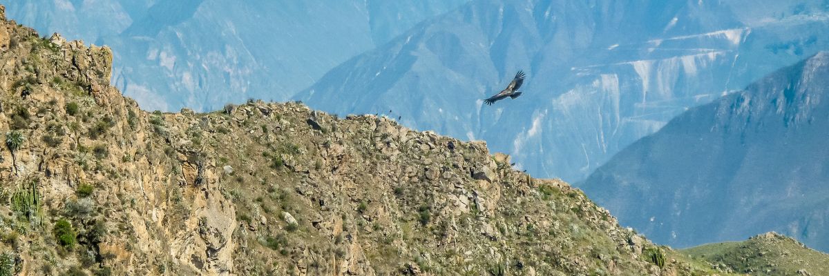 Vol de condor au-dessus du canyon de Colca, dans les Andes