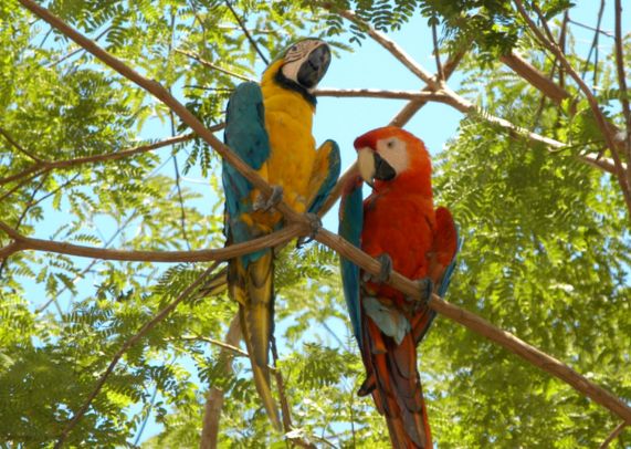 AMAZONIE - IQUITOS / LIMA